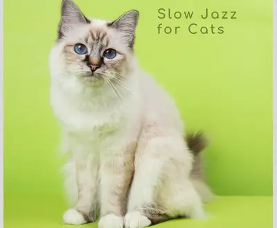 Calming Cat Music