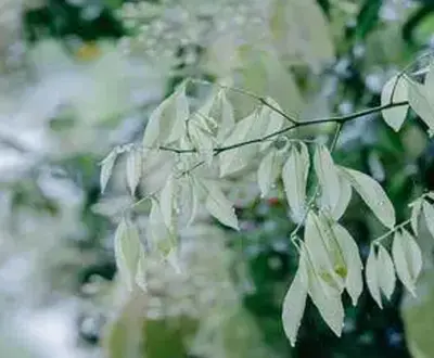雨声催眠曲