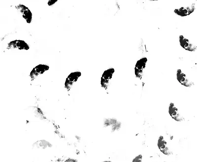 Monolithe Noir
