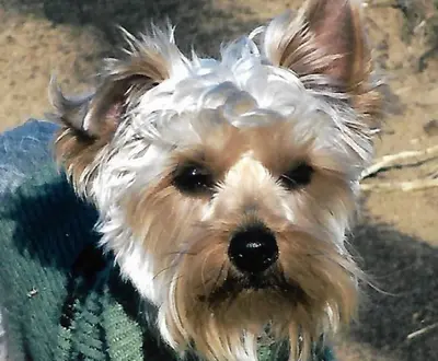 Olive the Otter Dog