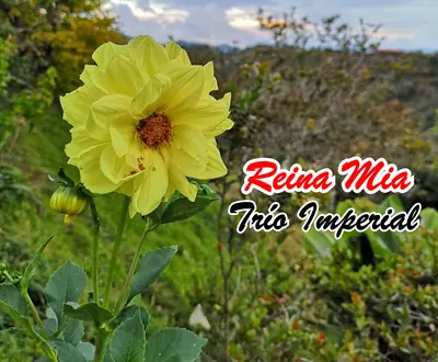 Trio Imperial