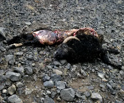 Saktmóðigur