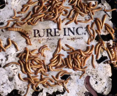 pure inc.