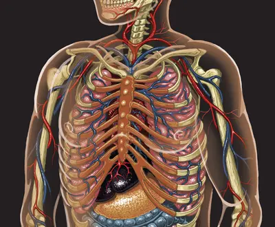 Torso