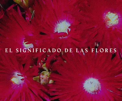 El Significado de Las Flores