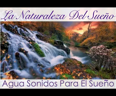 La Naturaleza Del Sueño