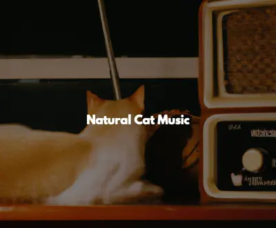 Background Jazz for Studying