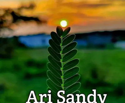 Ari Sandy